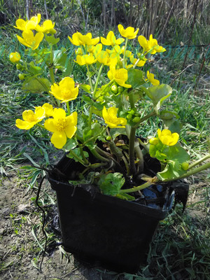 Калужница болотная