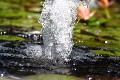 Искусственный водоем с фонтаном