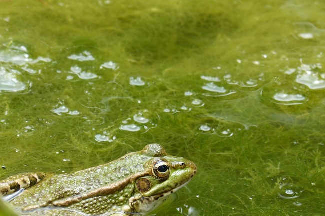 Нитчатые водоросли в искусственном водоеме Искусственный водоем