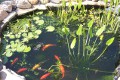 Обслуживание искусственного водоема