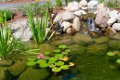 Растения для озеленения мелководья искусственного водоема Озеленение искусственного водоема