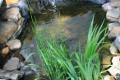 Пруд во дворе своими руками