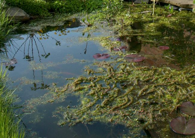 Проблема разрастания водорослей при самостоятельном строительстве пруда Строительство пруда в саду